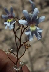 Nemesia bicornis
