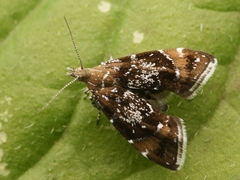 Prochoreutis sehestediana