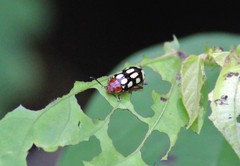 Disonycha scriptipennis