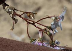 Nemesia bicornis