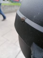 Rhaphigaster nebulosa