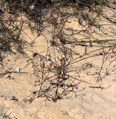 Nemesia bicornis