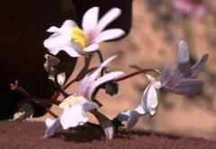 Nemesia bicornis