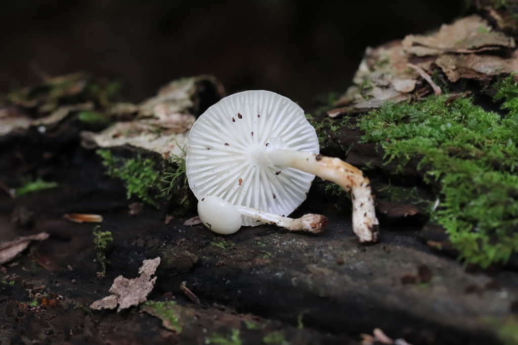 Oudemansiella mucida · August 2021 · photo: © ninacourlee (iNaturalist, cc-by)