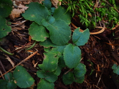 Chrysosplenium pilosum