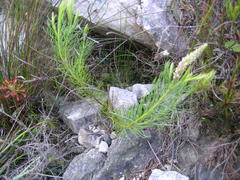 Spatalla racemosa