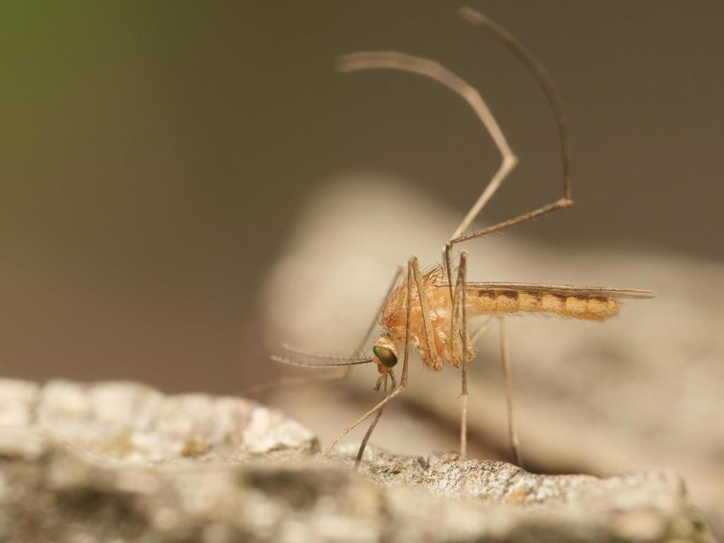 Culex modestus