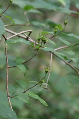 Philadelphus tenuifolius