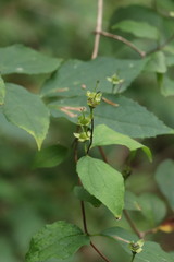 Philadelphus tenuifolius