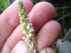 Spatalla racemosa