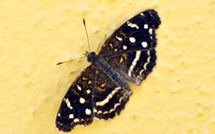 Anthanassa ptolyca amator