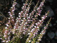 Muraltia juniperifolia