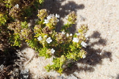 Thymus carnosus