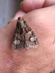 Melipotis famelica