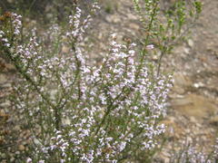 Muraltia juniperifolia