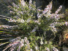 Muraltia juniperifolia