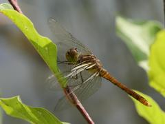 Sympetrum meridionale