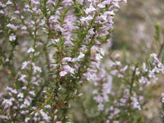 Muraltia juniperifolia