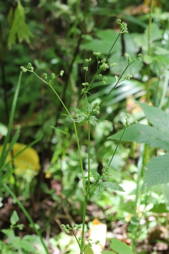 Image of Sanicula chinensis by (c) Nina Filippova, some rights reserved (CC BY)