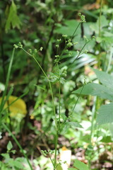 Sanicula chinensis