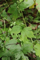 Sanicula chinensis