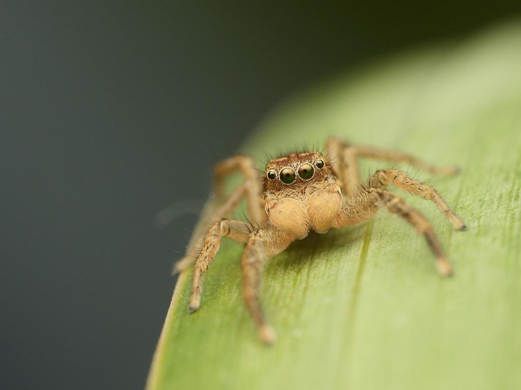 Marpissa radiata