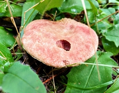 Suillus ochraceoroseus
