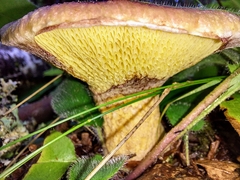 Suillus ochraceoroseus