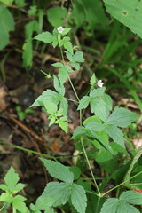 Geranium wilfordii