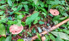 Suillus ochraceoroseus