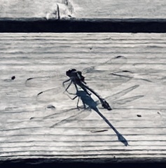 Dromogomphus