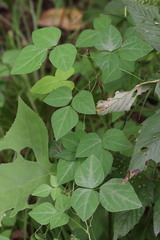 Amphicarpaea edgeworthii