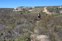 Afroscirpoides dioeca