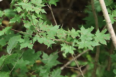 Acer pictum