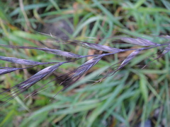 Elymus tsukushiensis