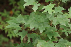 Acer pictum