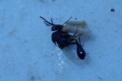 Eucharitinae