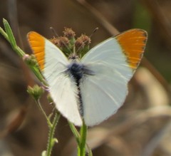 Colotis evenina