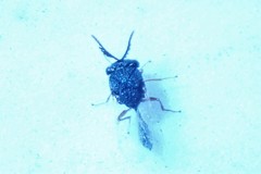 Eucharitinae