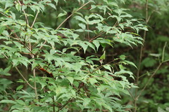 Acer mandshuricum