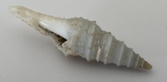 Polystira picta