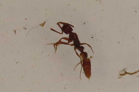 Myopias