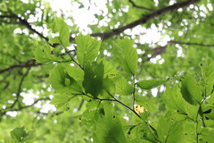 Ulmus laciniata