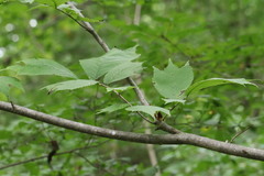 Ulmus laciniata