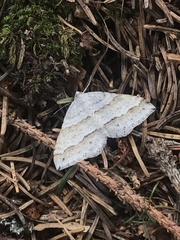 Perizoma parallelolineatum