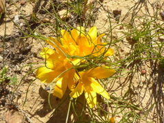Romulea tortuosa