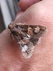 Melipotis famelica