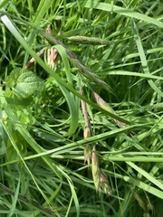 Bromus latiglumis
