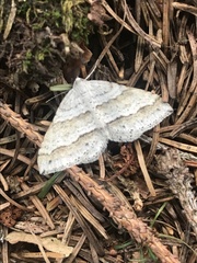 Perizoma parallelolineatum