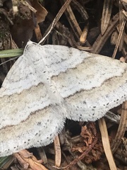 Perizoma parallelolineatum